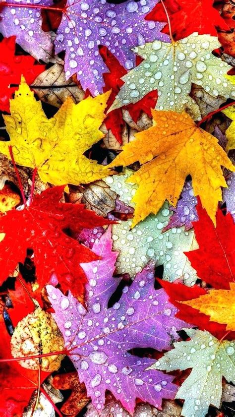 🔥 Free download Fall Leaves Iphone Wallpaper Colorful Autumn Leaf Hd Fall [640x1136] for your ...
