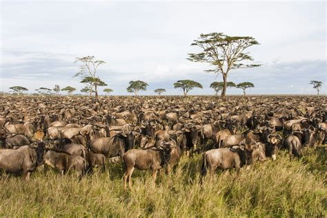 Tanzania's best safari story, Serengeti Migration - Lonely Planet