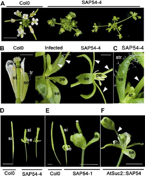 AY-WB effector SAP54 alters Arabidopsis flower development. A, Images... | Download Scientific ...