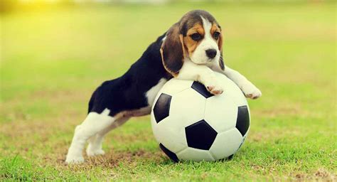 Toy Beagle Puppy | Wow Blog