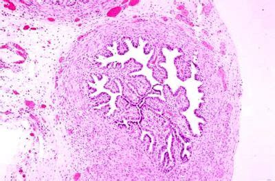 Oviduct Histology - Oviduct - histology slide