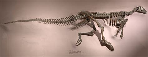 Thescelosaurus neglectus Gilmore, 1913 | Smithsonian Institution