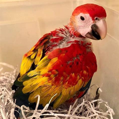 Baby Scarlet Macaw For Sale – Terry's Parrot Farm