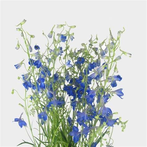 Delphinium Dark Blue Flower - Wholesale - Blooms By The Box