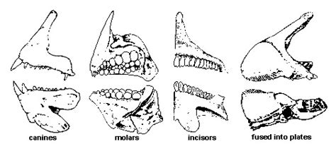 Tooth Types & Patches – Discover Fishes