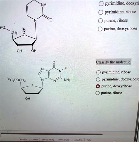 SOLVED: Pyrimidine, deoxyribo pyrimidine, ribose purine, ribose purine ...