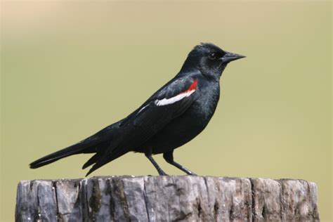 New protections for California blackbirds | 89.3 KPCC