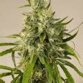 Trainwreck - Información de la variedad - CannaConnection - Informazioni Varietà