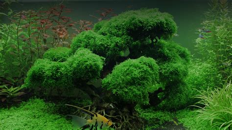 Aquarium Plants | Aquatic Fish Tank Plants For Sale Online – Micro ...