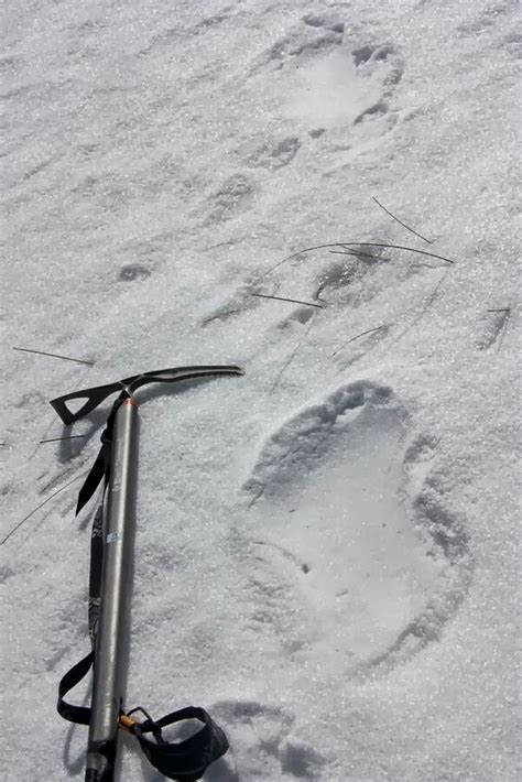 These Photographs of Yeti FootPrints Were Taken Back in February