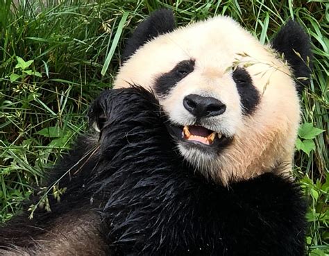 Bamboo Diet: The Giant Panda’s Mystery Revealed