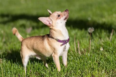 Great Dane Chihuahua Mix: The Realities Of Breeding A Chi-Dane-Dane ...