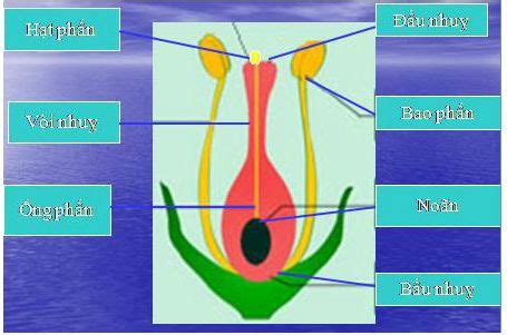 Bài 52. Sự sinh sản của thực vật có hoa | Giải bài tập Khoa học lớp 5