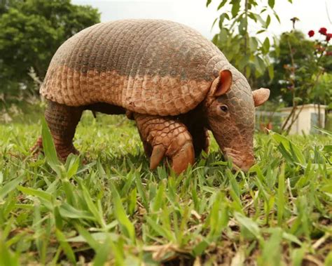 Giant Armadillo - Facts, Diet, Habitat & Pictures on Animalia.bio