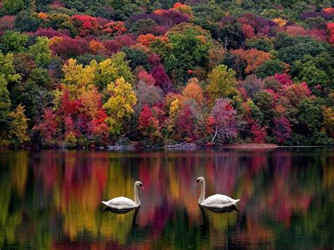 Fond d'écran - Paysage cygnes d'automne