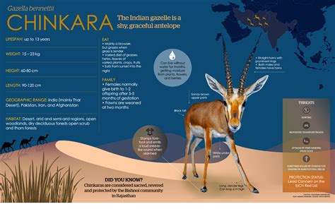 Chinkara: Facts, Diet, Habitat | RoundGlass | Sustain