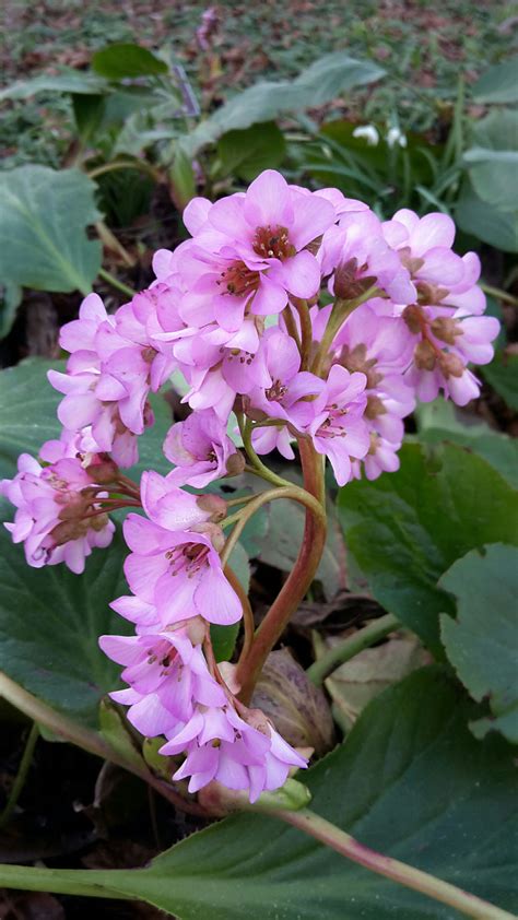 Bergenia crassifolia - Winter blooming Bergenia | Hortus Botanicus ...