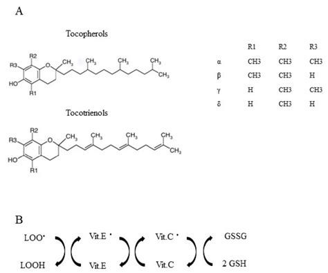 Vitamin E and its biological function. (A) different vitamin E ...