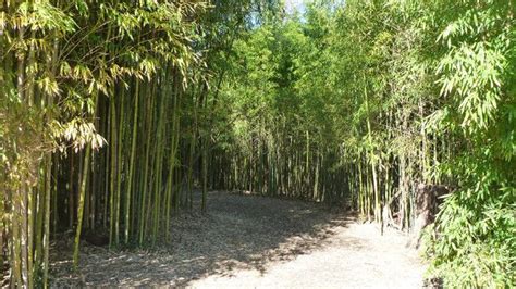 Bamboo Forest - Rutgers Gardens - New Brunswick, NJ Road Trip Planner, East Coast Road Trip ...