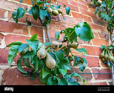 Fruit espalier wall prune hi-res stock photography and images - Alamy