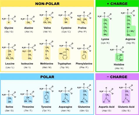 Amino acids: General properties and classification - Online Science Notes