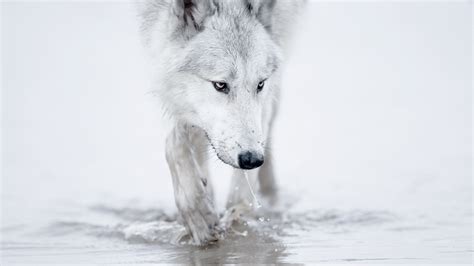 Black and White Wolf Wallpaper - WallpaperSafari