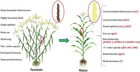 Morphological changes during maize domestication and the underlying key ...