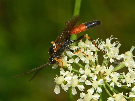 Ichneumon (wasp) - Alchetron, The Free Social Encyclopedia