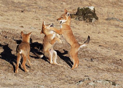 Liz Cutting Photography: Ethiopian Wolf Pups at Play