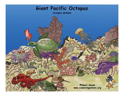 Octopus (Giant Pacific)