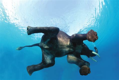 indian-elephant-swimming-underwater-at-the-andaman-islands-by-steve ...