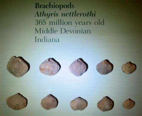 Louisville Fossils and Beyond: Athyris nettlerothi