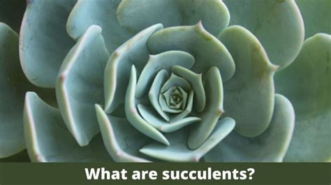 How to Transplant Succulents in a New Pot? Things to Know