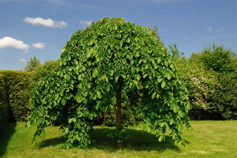 Weeping Mulberry Tree - Hello Hello Plants & Garden Supplies