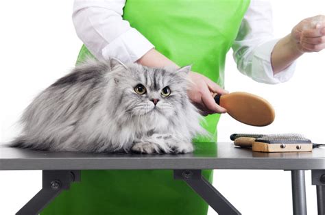 7 Great Benefits of Cat Grooming – Lucky Dawg Salon Grooming in California