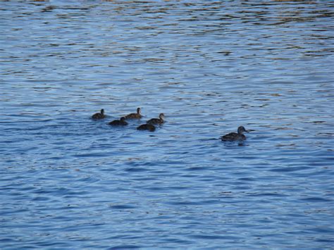 Gadwall Ducklings - The HUDSON RIVER PARK Companion