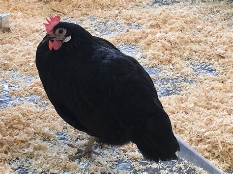 Black Beauties - 17 Gorgeous Black Chicken Breeds From Around The World - Animal Corner