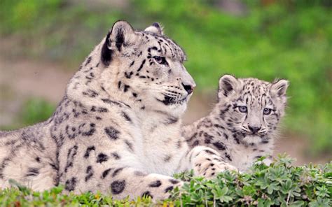 Snow Leopards Cubs Wallpapers - Wallpaper Cave