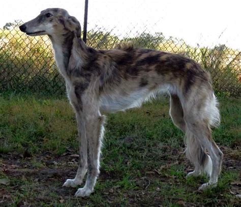 Borzoi Coat Color Genetics - Coat Color Genetics of Borzoi and Silken ...