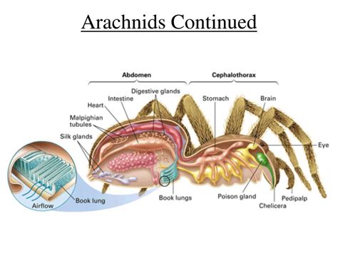 Parts Of An Arachnid