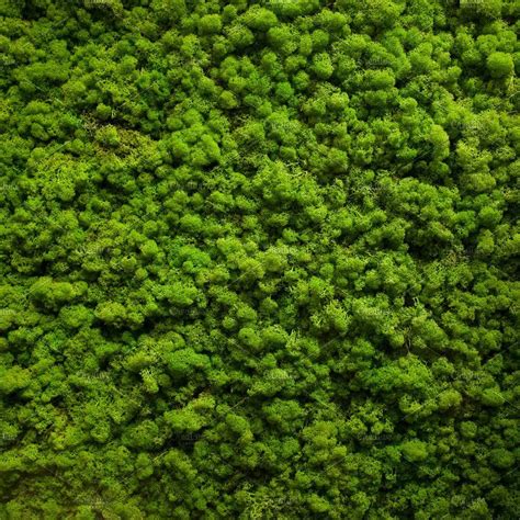 Moss texture | Plant texture, Tree textures, Grass textures