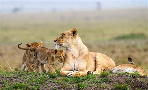 Maasai Mara Mid-range Safari - 4 Day - Safari With Us