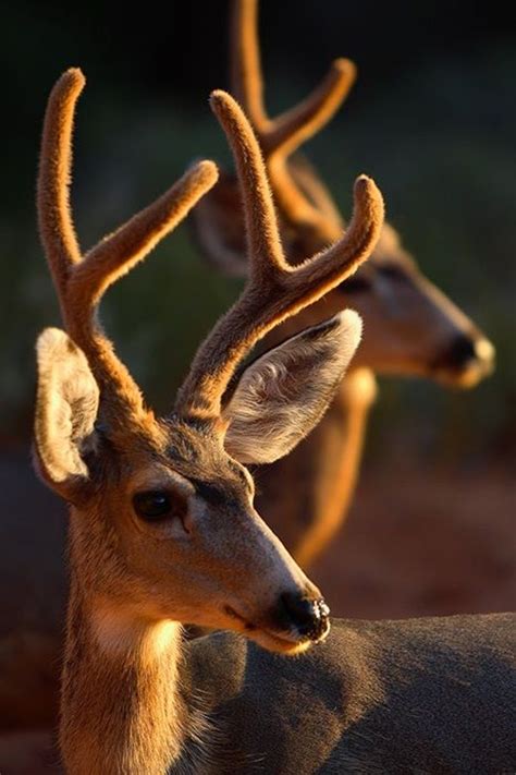 Stunning Photos of Animals with Majestic Horns