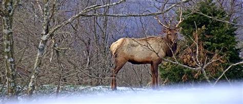 Hunters Raise $667K for Tennessee Elk, Elk Habitat | Rocky Mountain Elk Foundation