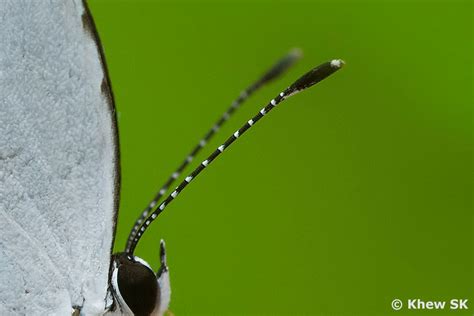 Butterflies of Singapore: The Butterfly Antennae