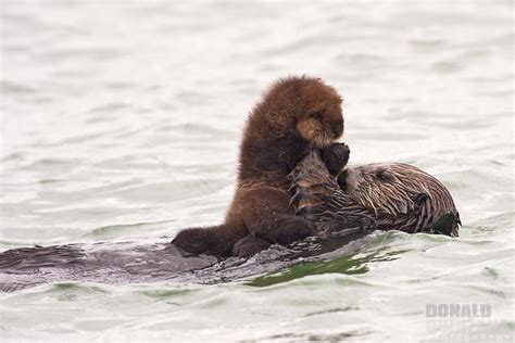 Photo of the Day: Sea Otter Mother and Pup • The National Wildlife Federation Blog : The ...