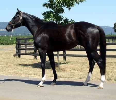 Black thoroughbred One of my dream horses!