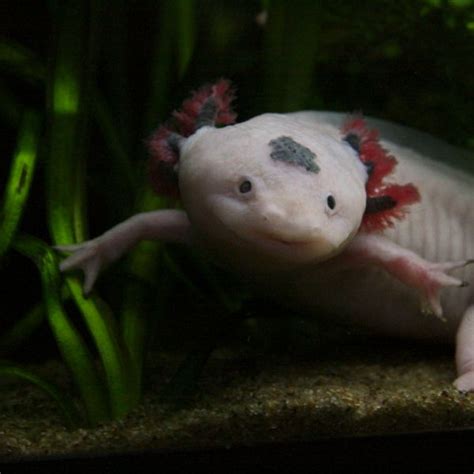 Best Plants For Your Axolotl Tank (19 Types)