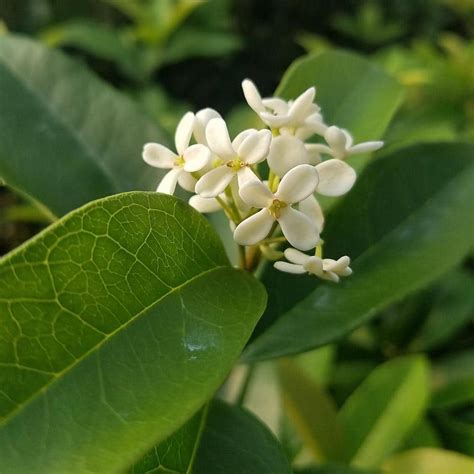 FLOWERWOOD 2.5 Gal - Sweet Tea Olive Osmanthus, Live Evergreen Shrub ...