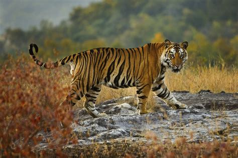 Wildhüter töten Raubkatze: Indischer Tiger frisst zwei Menschen - n-tv.de